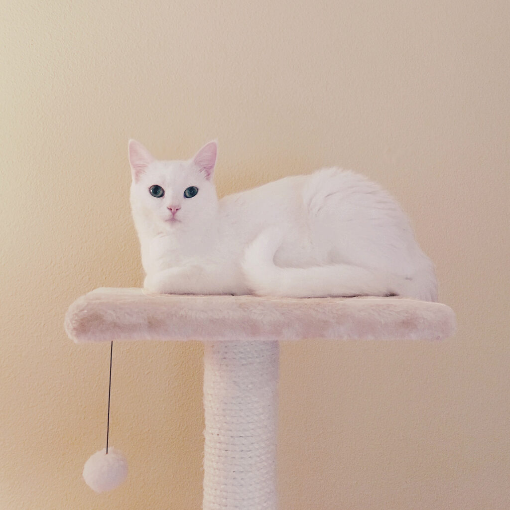 Daisy_Perch_02SQ