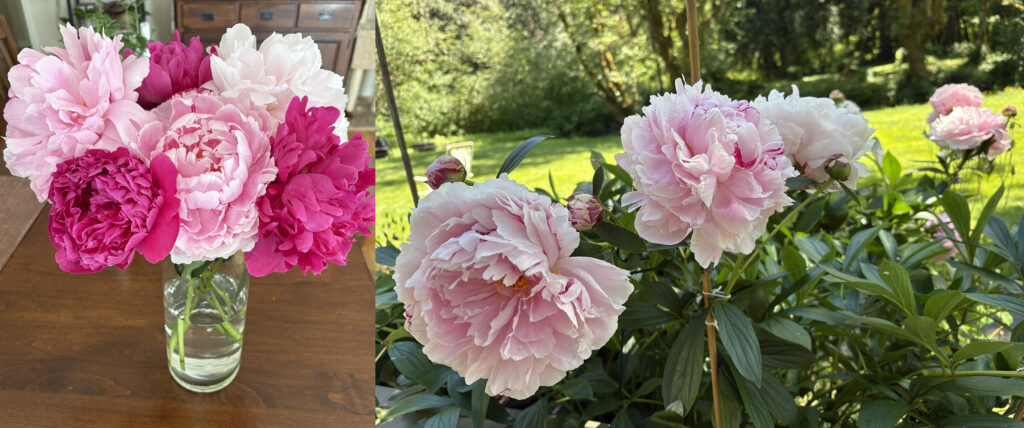 Peonies_Bouquet