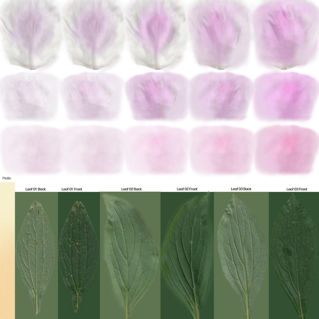 Peonys_Diffuse