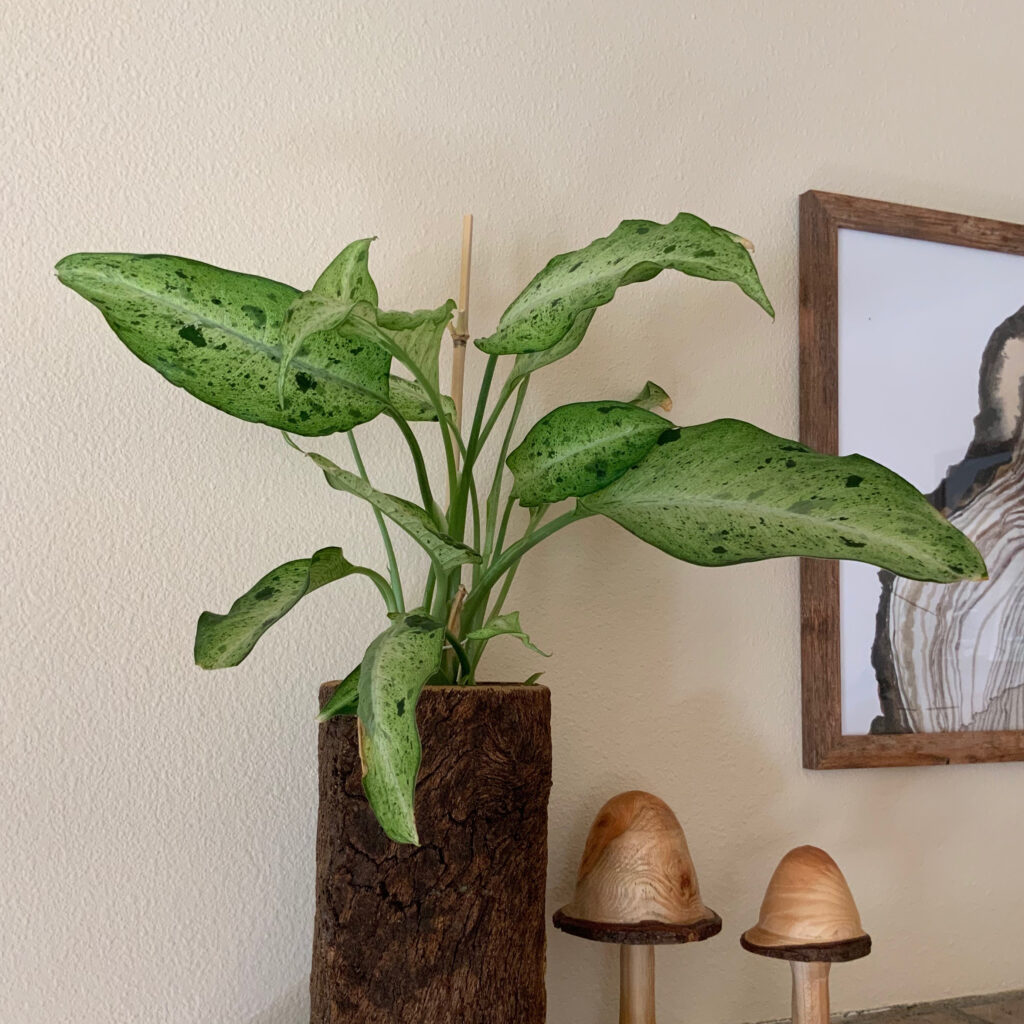 Philodendron_SQ