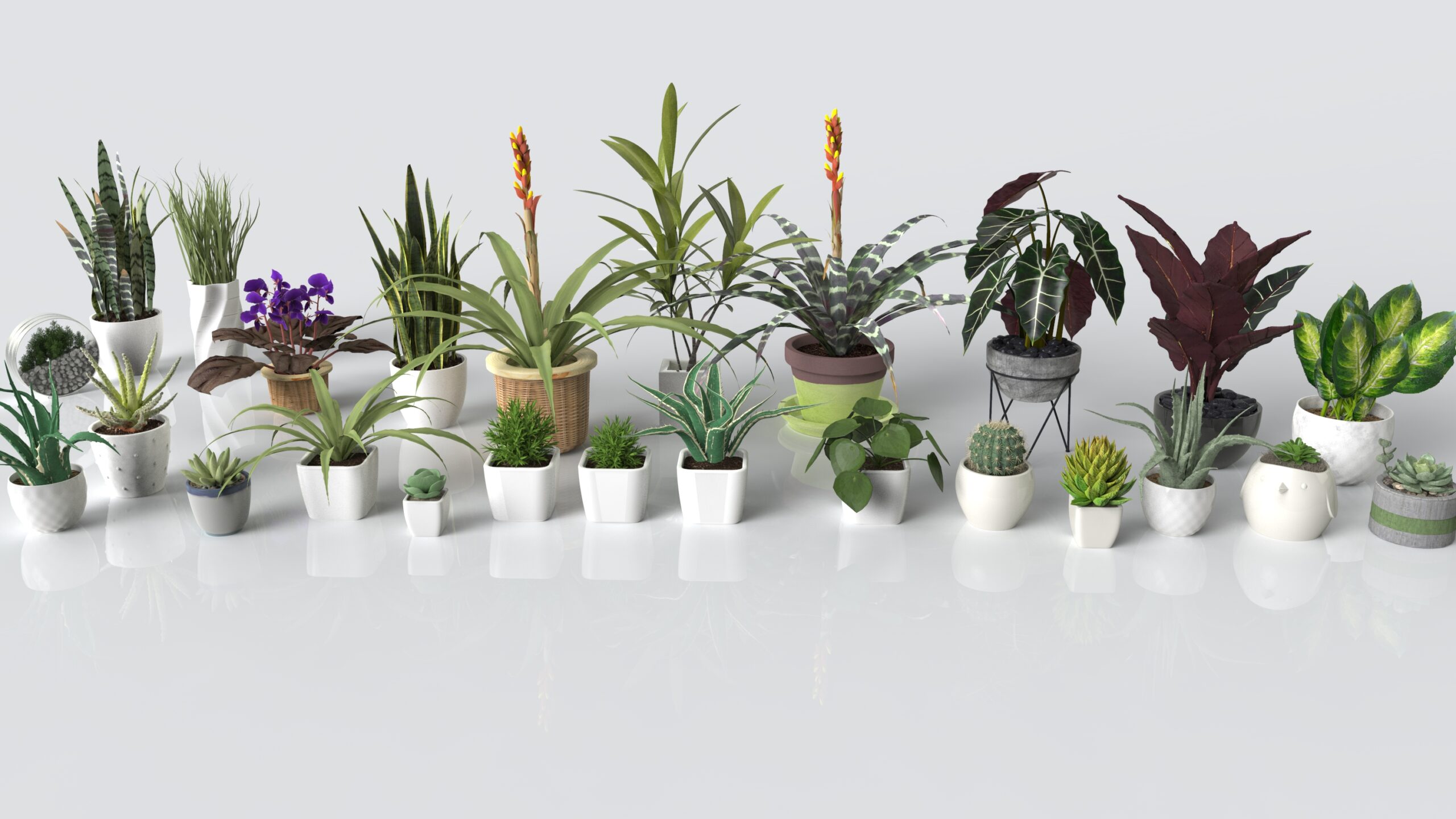 Plants_Small_Containers1